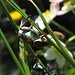Ja was ist denn das? Ganz viele von diesen Käfern, die ich wohl noch nie in solchen Massen gesehen habe, klettern an den weißen Blüten der Narzissenblütigen Windröschen. Beim Suchen nach dem Namen hat sich ergeben: das müssen wohl Feldmaikäfer sein?