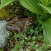 ein "Jörital-Frosch" versteckt sich im Dickicht