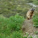 auch hier im Jörital werden wir von den Munggen begleitet
