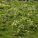 Blumenpracht in der Frömdvereina