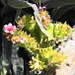 Blühende Kaktuspflanze