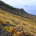 Weinberge an der Westküste. Der Teneguía-Wein ist übrigens sehr zu empfehlen