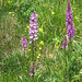orchis (maculata + mascula ?)