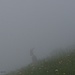Berg Steinböcke im Nebel