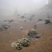 Pflanzen bewachsen die Vulkanerde - auch im Nebel reizvoll