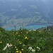 Wart – Blumen mit Walensee und Glarner Alpen
