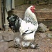 auf dem Rückweg durch den grossen Schlosspark treffe ich auf dieses Huhn...oder ist es ein Kikeriki..Hahn...Güggel...Gockel???