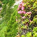 Alpenrosen in voller Blüte