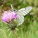 Fotogener Schmetterling auf Distel: Baumweissling