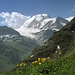 Chalte Berg: Trollblumen und Bishorn