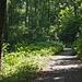 Die letzten zwanzig Minuten führten durch den Wald