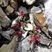 Zweiblütiger Steinbrech (Saxifraga biflora)