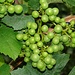 Die Trauben reifen. In Fläsch werden zum Teil Spitzenweine produziert, die es mit einem guten Burgunder aufnehmen können.