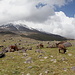 04.07.2012. Im Abstieg vom Lager 1. - In der Nähe des kurdischen Nomadenlagers grasen einige Esel vor der Kulisse des Ararat.