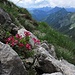 Sommer in den Bergen mit Alpenrosen....die schönste Zeit!