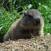 Ein ganz kleines Murmeltierkind schaut aus der Schlafhöhle heraus. Diese Winzlinge sind immer in großer Gefahr, als Beute der Raubvögel davongetragen zu werden.