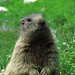 Eins meiner Lieblingstiere in meiner Lieblingsregion unter meinem Lieblingsberg: Marmotta marmotta