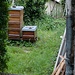 Stadtbienen, mich hätte der Honig interessiert