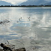 Spiegelung auf dem Zürichsee