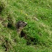Schaute in die falsche Richtung: Marmotta marmotta.