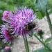 Eine Biene zuzelt an einer Blume