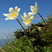 Unterwegs zwischen Rappenstein und Hochspeler - Es blüht überall, auch kurz vor Erreichen des Hochspeler-Gipfels ragen Blüten "in den Himmel".