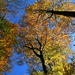 Blue sky and colorful leaves in the Gonzenwald