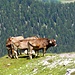 Rinder auf einem Grasplateau über dem Val Vai