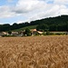 Getreidefeld am östlichen Ortseingang von Worb.