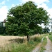 Entlang des Weges oberhalb des Schlossgrabens gedeihen einige Edelkastanienbäume.