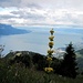 Gelber Enzian vor Caux, Montreux und Lac Léman