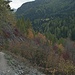 Herbstlicher Hang unterhalb von Ardez