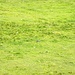 Die Murmeltiere spielen sich im Gras, am Lucknerhutte.