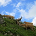 Würzige Mischung: Kühe und Ziegen am Jöggelisberg