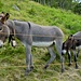 In Pönn hat es neuerdings zwei Esel