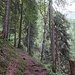 Der schöne Weg zur Alp Wäni führt häufig durch Wald. 