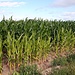 Die Auflösung:<br />Maispflanzen - die Wurzeln