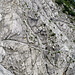 Detail des Fürstensteigs. Grandios, wie der einfache Steig durch die Westflanke der Alpspitz führt