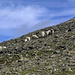 weidende Scharznas-Schafe auf 2850 m