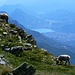 Pecore al pascolo sopra Lugano