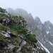 Endlich lichtet sich der Nebel: Blick gegen Westen im Abstieg von Vorder Grauspitz. Der Zacken mit dem Gipfelkreuz ist der Chläusli, der breitere, höchste Gratpunkt der Grauspitz.
