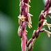 Männlicher Blütenstand einer Maispflanze