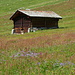 Alphütte inmitten farbiger Blumenwiese.