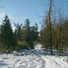 Im winterlichen Wald kurz vor dem Gipfel des Hochwald.
