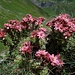 Prachtvolle Alpenflora