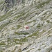 Bivacco Petazzi 2250 m