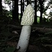 Ich kann nix dafür, dass das so aussieht, es stand da so im Wald und ist reine Natur....:-))<br />Phallus impudicus, der gemeine Stinkmorchel aus der Familie der Rutenpilzartigen = Phallaceae