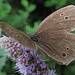 Noch ein weiterer Schmetterling beim Nektarsaugen - ein Brauner Waldvogel (Aphantopus hyperantus) sagt [u mamiesto]. Vielen Dank für die Aufklärung! Ein lustiger Name für einen Schmetterling?
