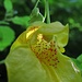 Eine wunderschöne Blüte, die man im Gebüsch leicht übersehen kann: das Großblütige Springkraut.