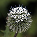 Hübsche Blüte einer Distel, Hohe Kugeldistel (Echinops exaltatus) <br />